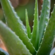 Aloe Vera Soothes in More Ways Than One