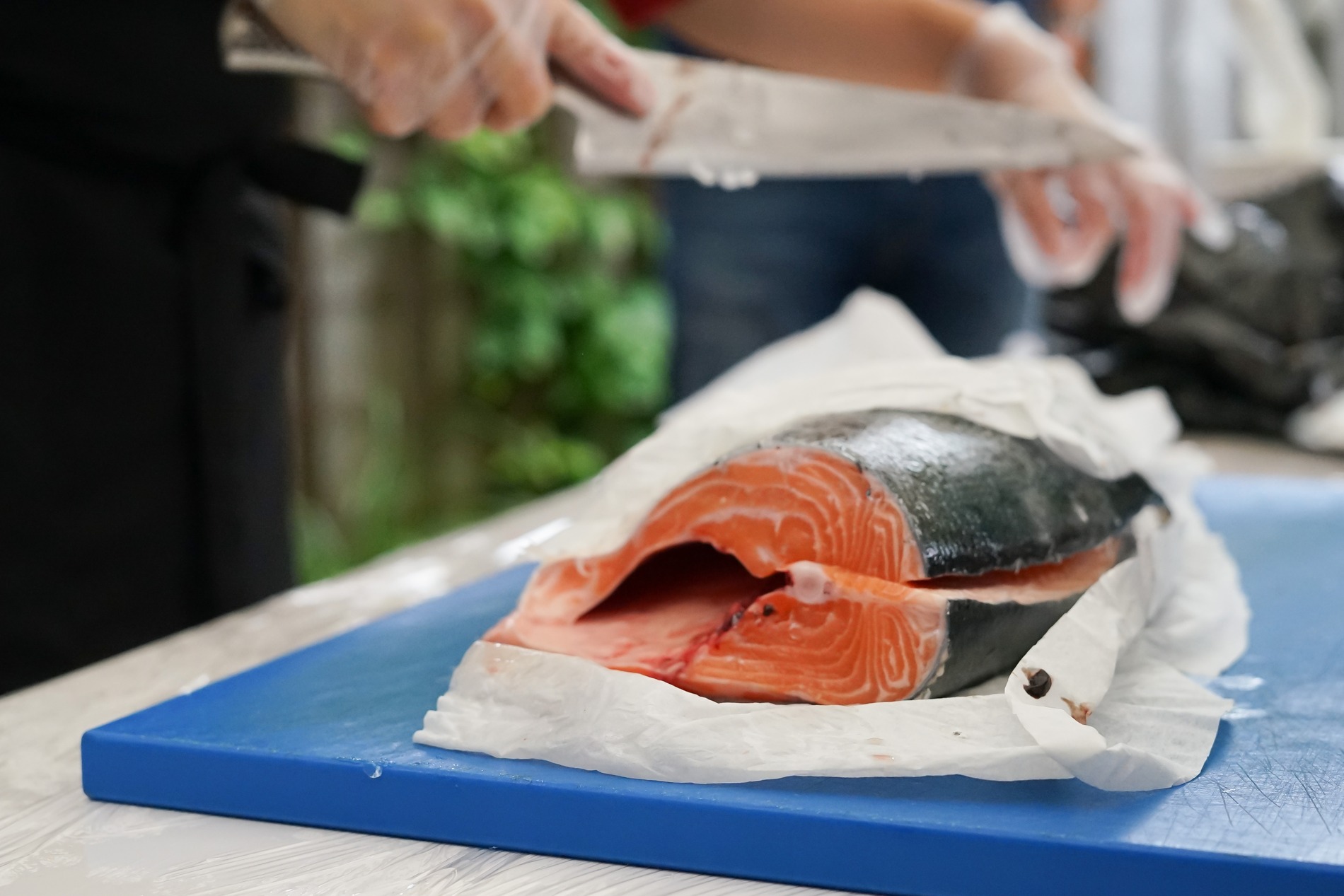 Salmon