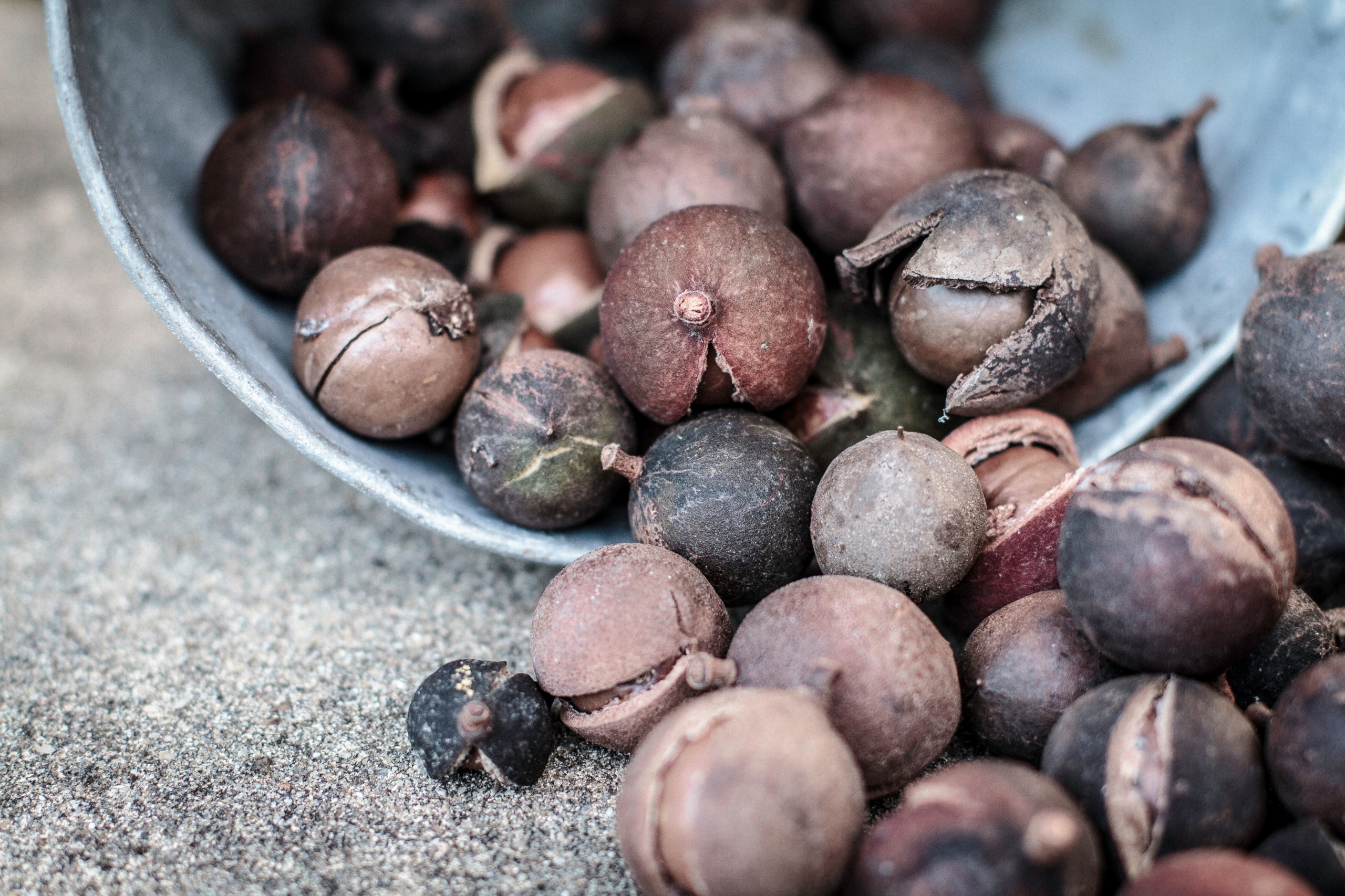 Kola nuts