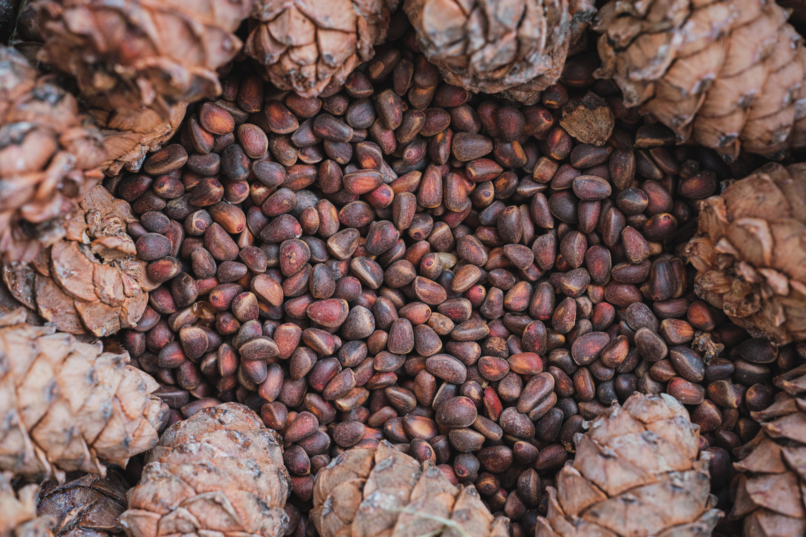 Siberian cedar nuts