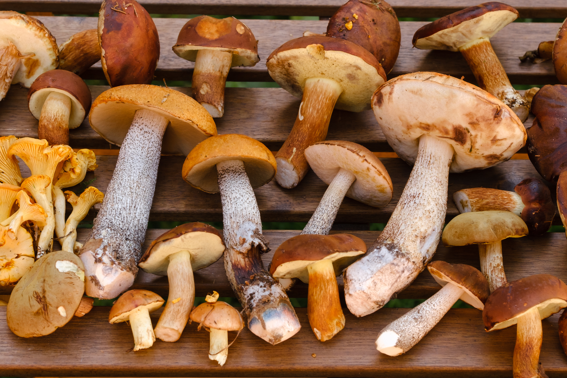 Mushrooms (Especially UV-Exposed Varieties)