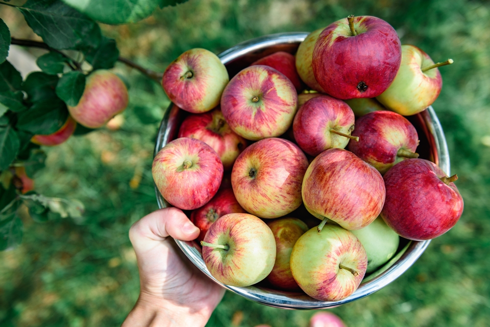 Apples
