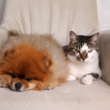 What Happens to Your Mental Health After Getting a Pet