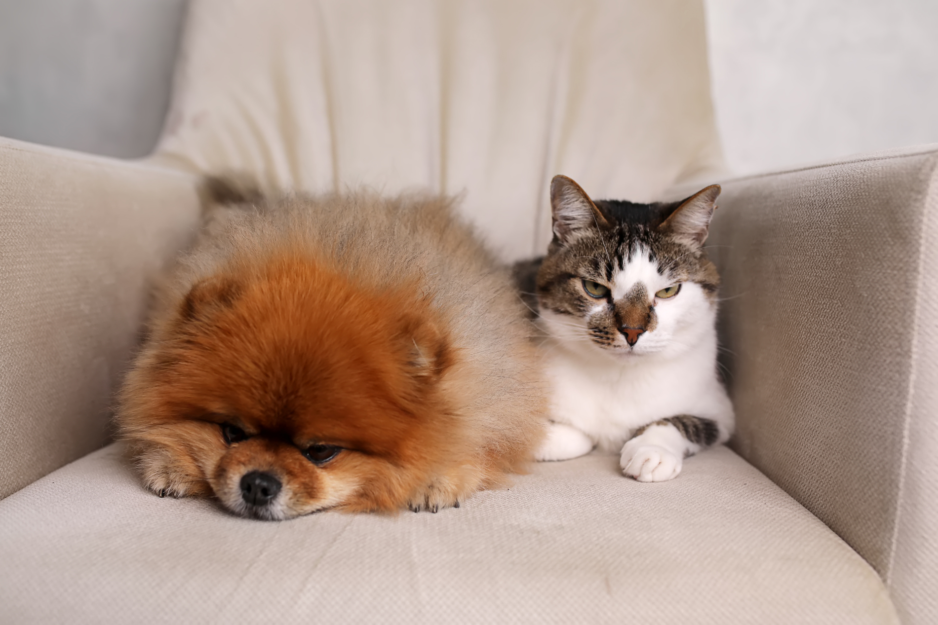 cat and dog