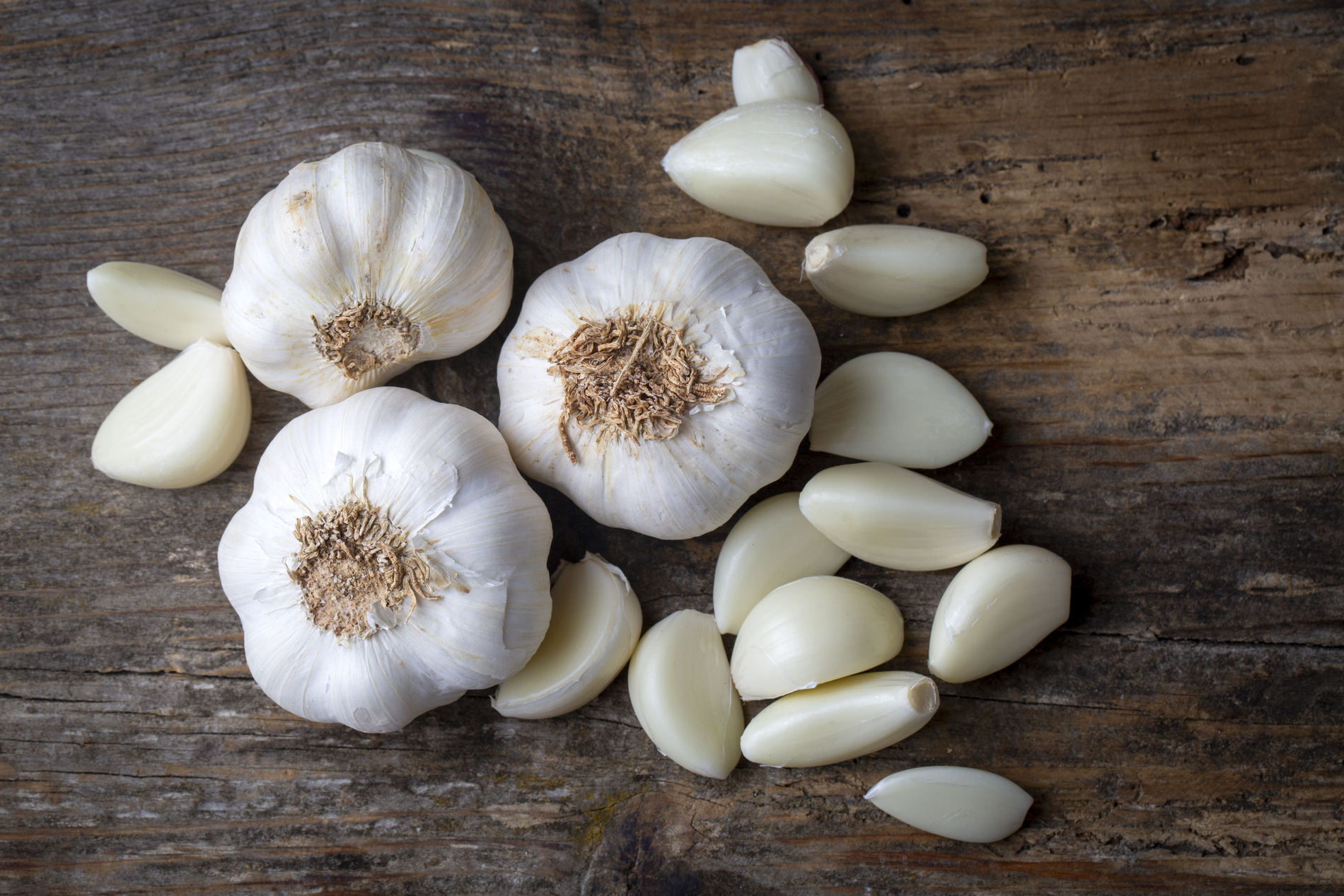 Garlic