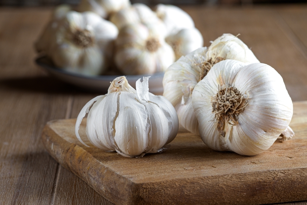 Garlic